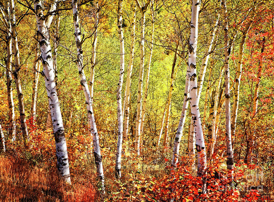 Nature's Color by Scott Kemper Nature's Color by Scott Kemper