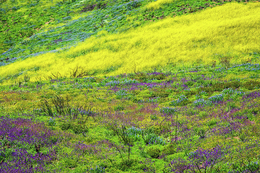 Natures Colorful Resilience - Superbloom 2019 Photograph by Lynn Bauer