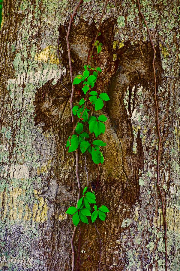 Nature's Cross Photograph by Glen Thomas - Fine Art America