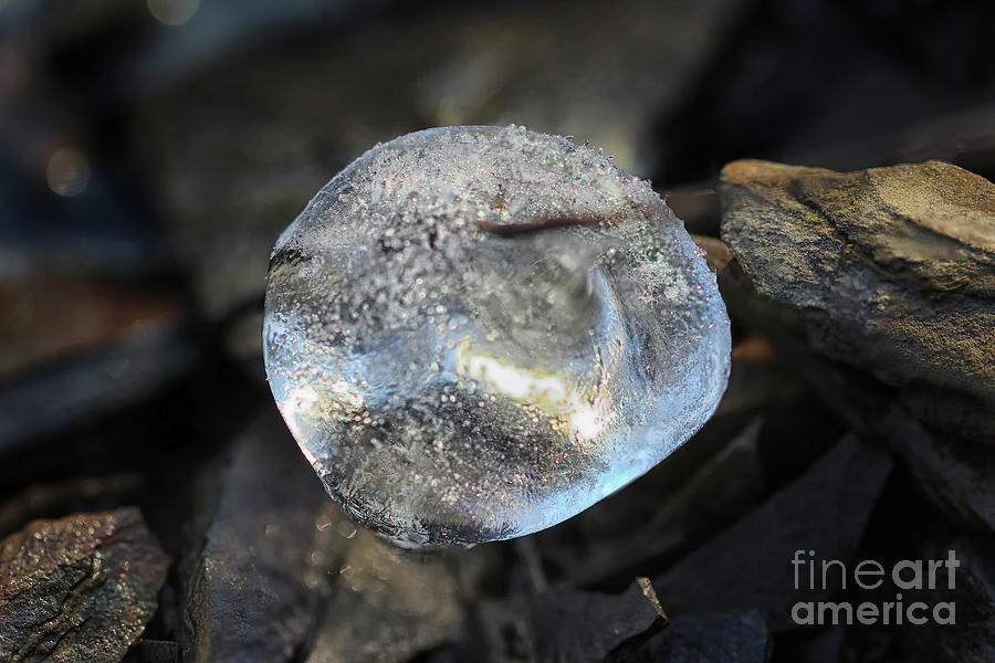 Natures Crystal Ball Photograph by Karen Adams