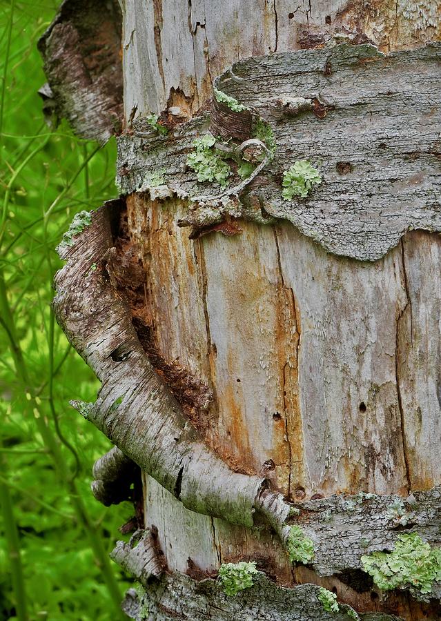 Natures Curled Tree Bark and LIchen   Photograph by Alida M Haslett