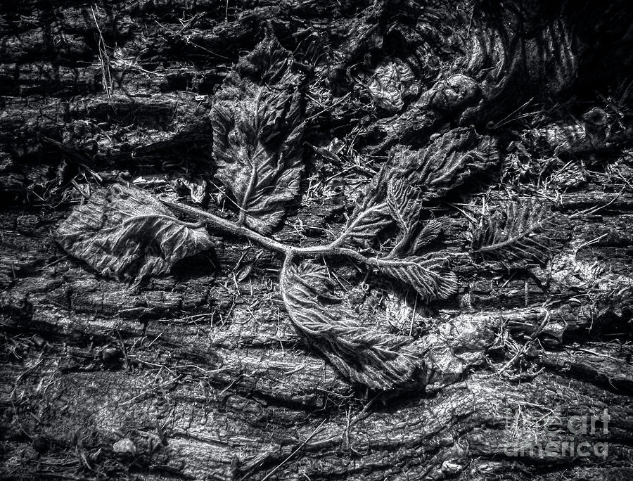 Natures Decay Photograph by James Aiken