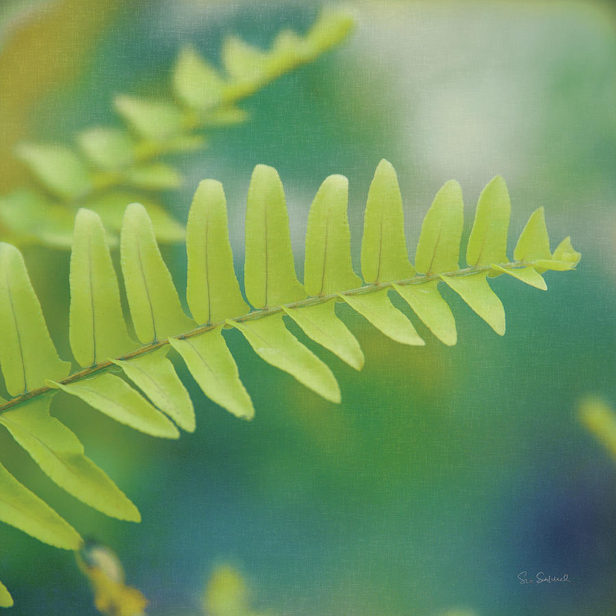 Ferns Photograph - Natures Ferns I by Sue Schlabach