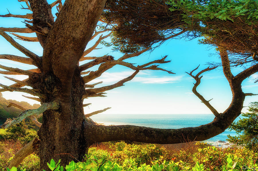 Natures Framing of The Mighty Pacific Ocean Photograph by Dee Browning