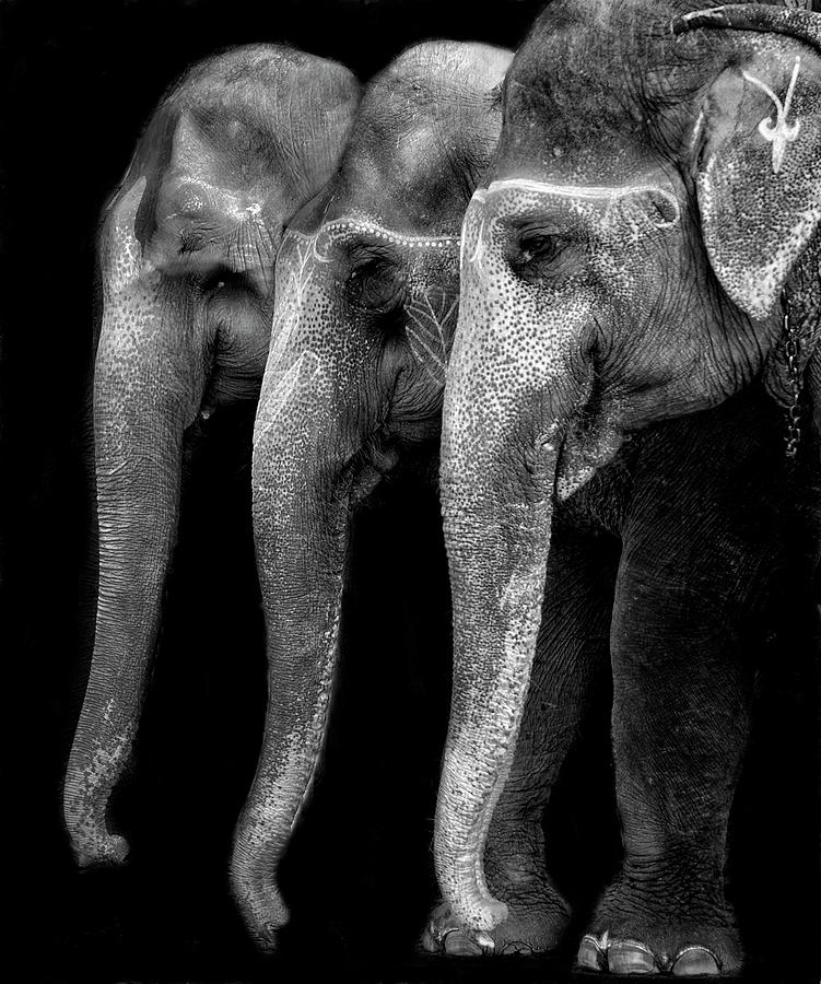 Elephant Photograph - Nature\s Great Masterpiece, An Elephant; The Only Harmless Great Thing ... by Yvette Depaepe