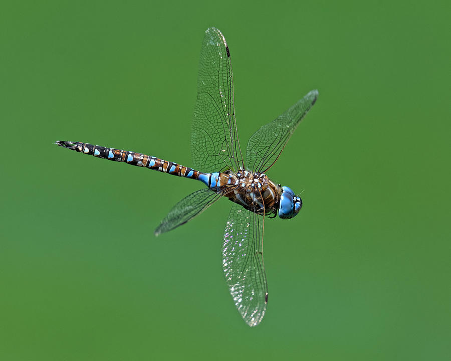 Natures Helicopter -- Blue-Eyed Darner Dragonfly Male in San Luis Obispo, California Photograph by Darin Volpe