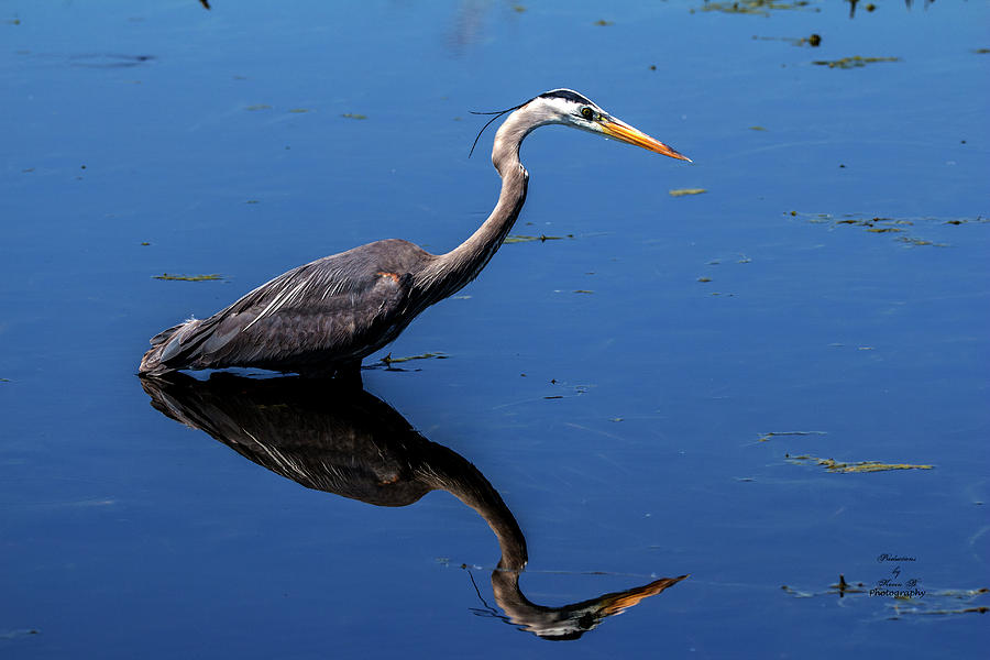 Nature's Mirror by Kevin Banker Nature's Mirror by Kevin Banker