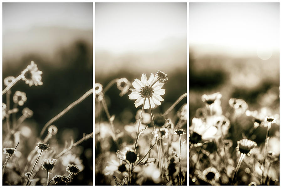 Wildflowers Morning Greeting Triptych Photograph by Joseph S Giacalone