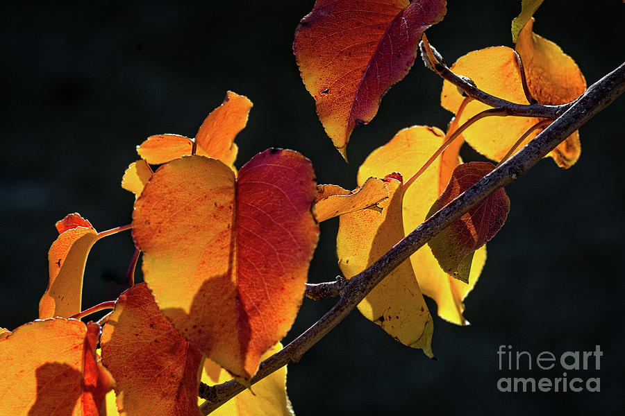 Nature's Palette by Susan Warren Nature's Palette by Susan Warren