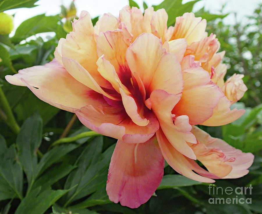 Natures Perfect In A Kopper Kettle Peony Photograph