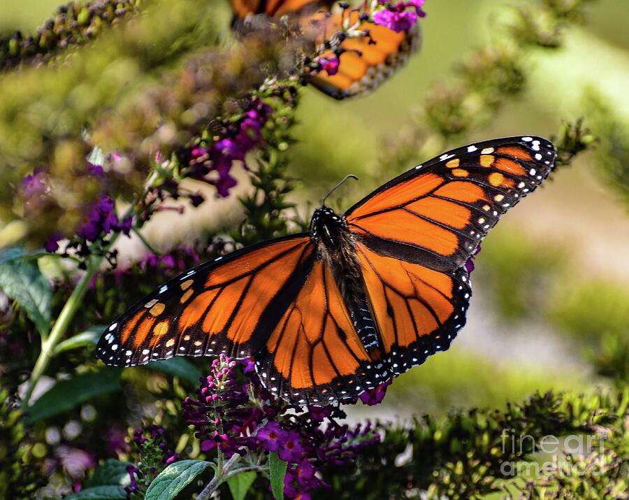 Natures Perfect In A Male Monarch Butterfly Photograph