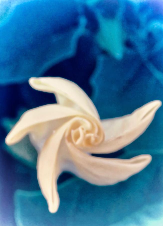 Flower Photograph - Natures Pinwheel - Sacred Datura by Judy Kennedy