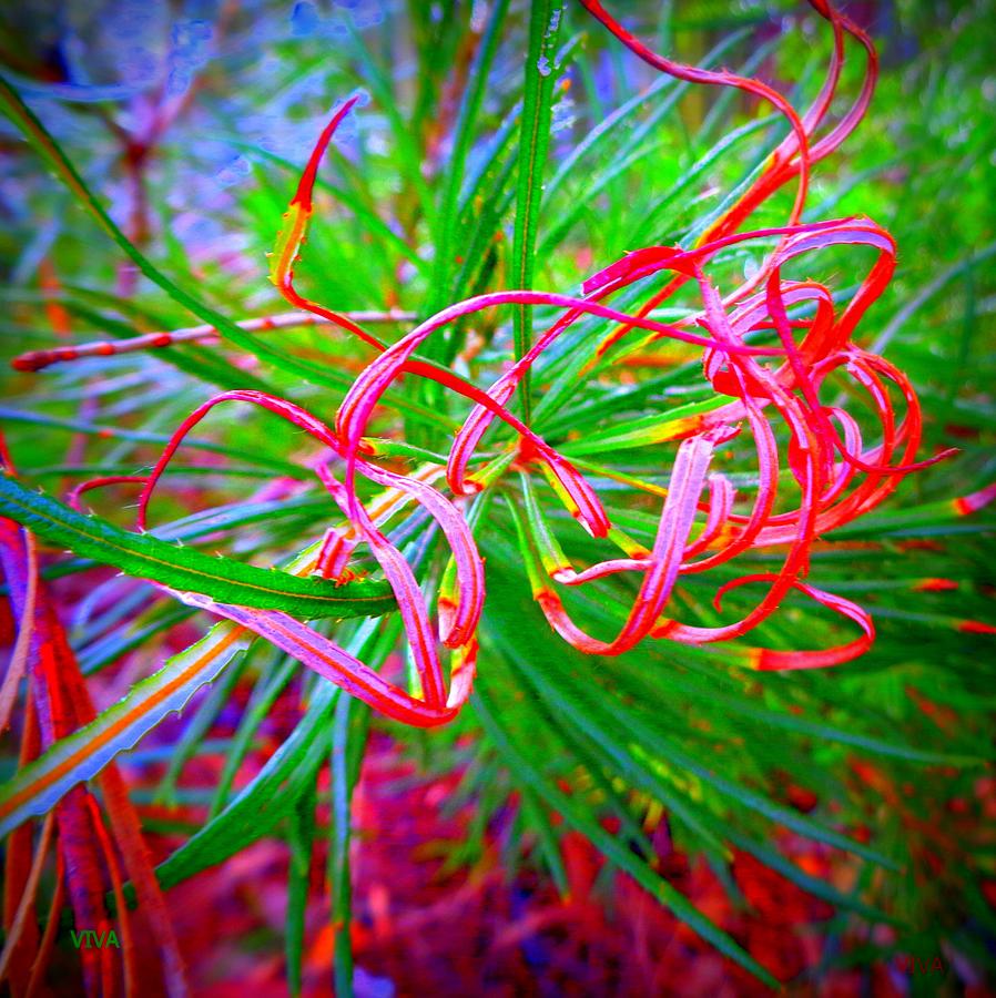 Natures  Ribbons Photograph by VIVA Anderson