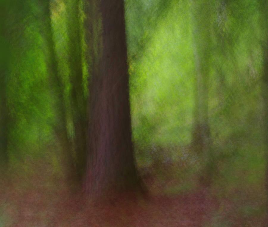 Tree Photograph - Natures Soft Poetry. by Ylva Sjgren