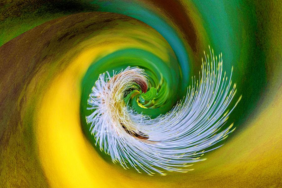 Natures Spiral Photograph by Susan Rydberg