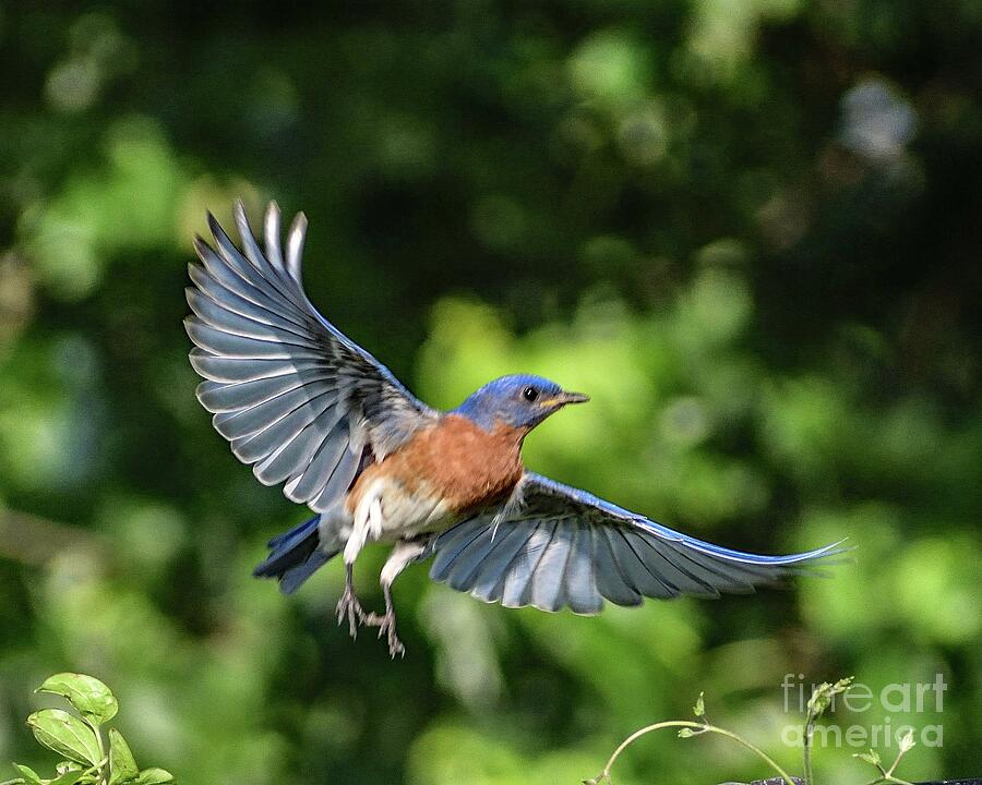 Natures Splendor Of An Eastern Bluebird Photograph