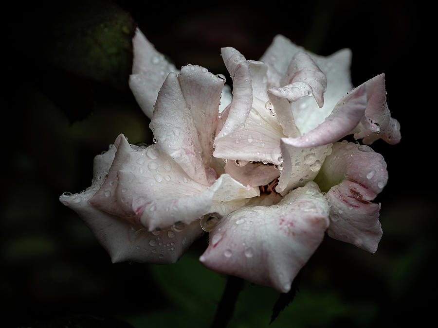 Natures Tears by Robin Zygelman Natures Tears by Robin Zygelman