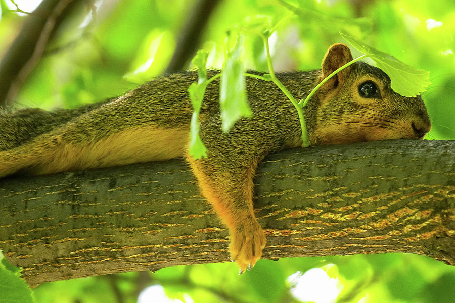 Squirrel Photograph - Natures Umbrella  by James Marvin Phelps