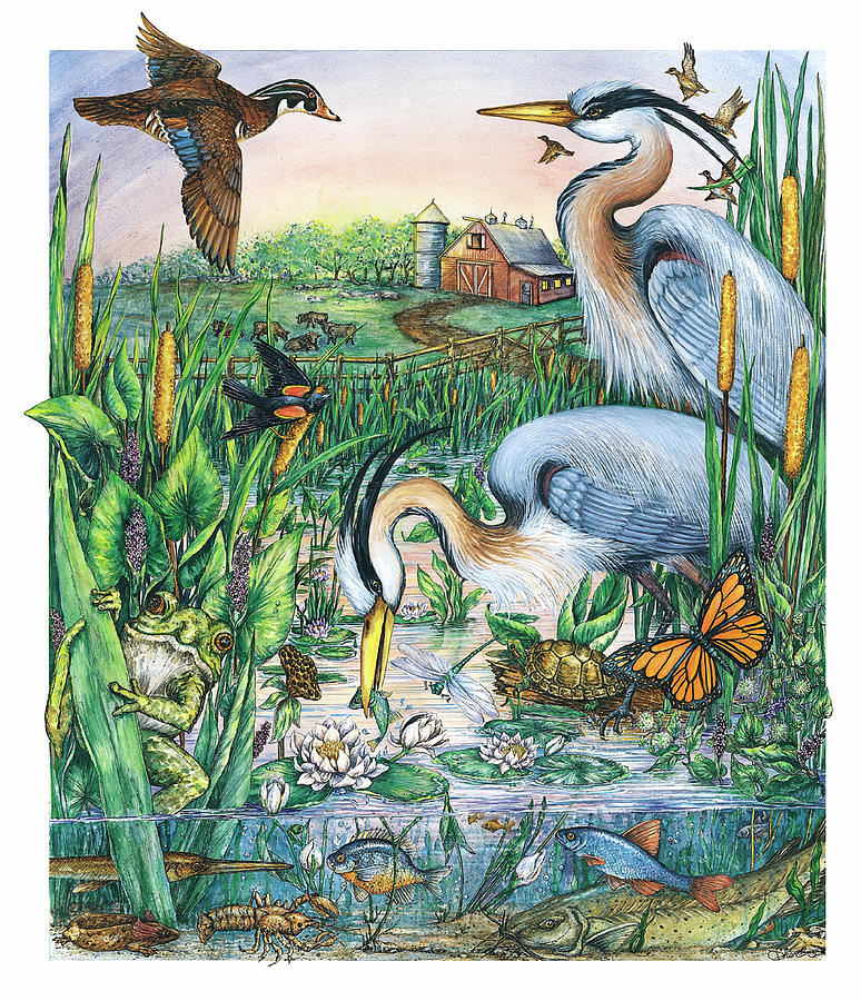 Bird Painting - Natures Wetlands by Sher Sester