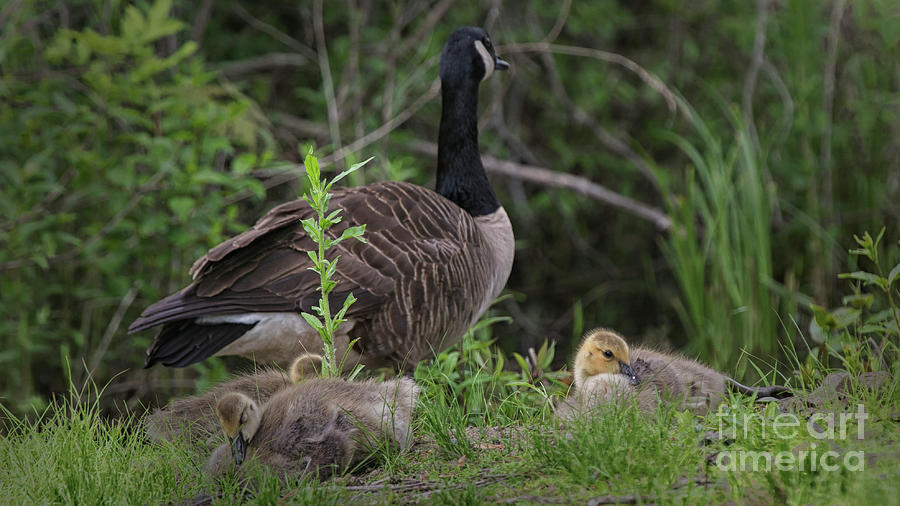 Goose Photograph - Natures Gift  by Mary Lou Chmura
