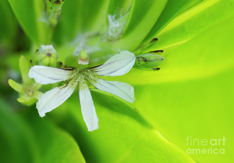 Naupaka Flower by Charmian Vistaunet Naupaka Flower by Charmian Vistaunet