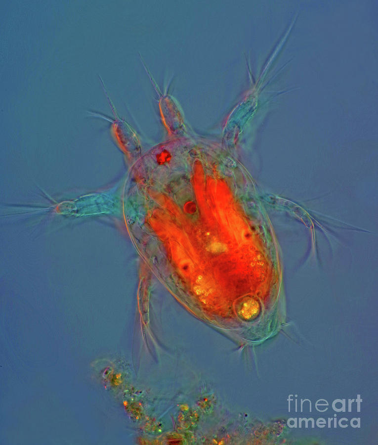 Cyclops Photograph - Nauplius Copepod Larval Stage by Marek Mis/science Photo Library