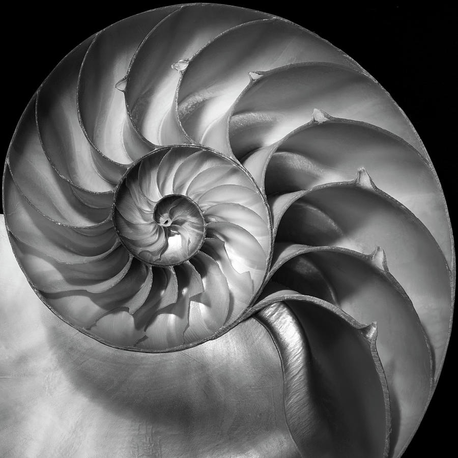 Nautilus 2 Photograph by Moises Levy - Fine Art America