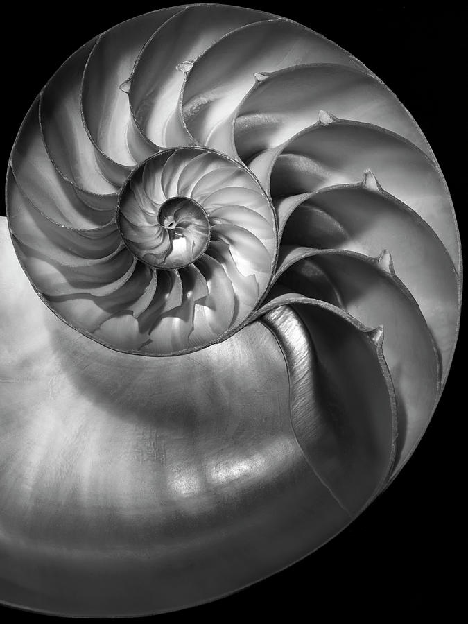 Abstract Photograph - Nautilus 3 2 by Moises Levy