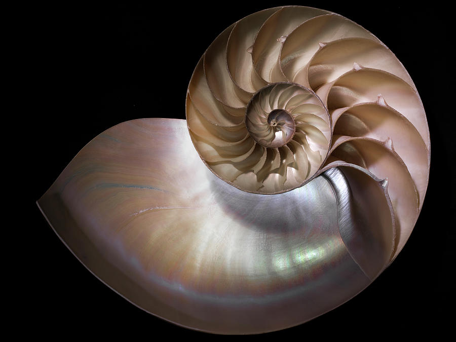 Still Life Photograph - Nautilus 3 by Moises Levy