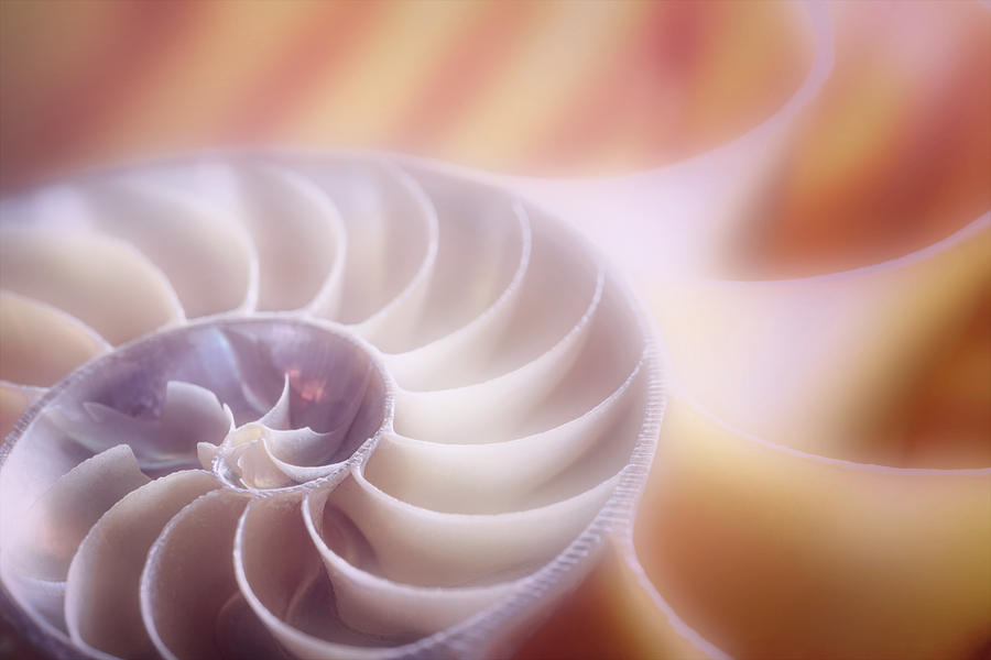 Nautilus in Dreamy Abstract Photograph by Tom Mc Nemar