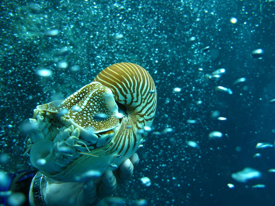 Nautilus Of Palau Photograph by Photography By Michel Coutty