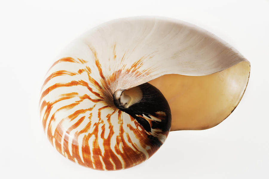 White Background Photograph - Nautilus Seashell by Martin Harvey