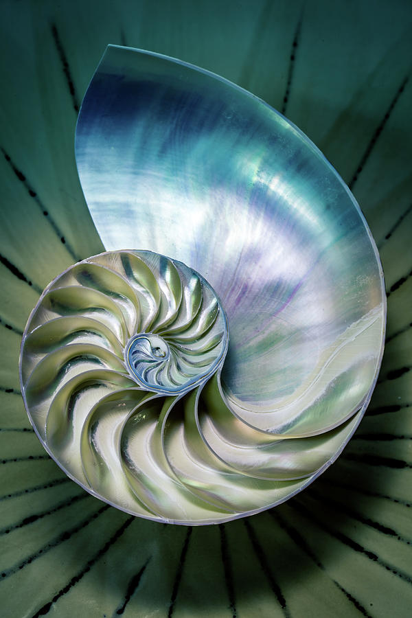 Nautilus Shell 6 Photograph By Mike Penney Fine Art America