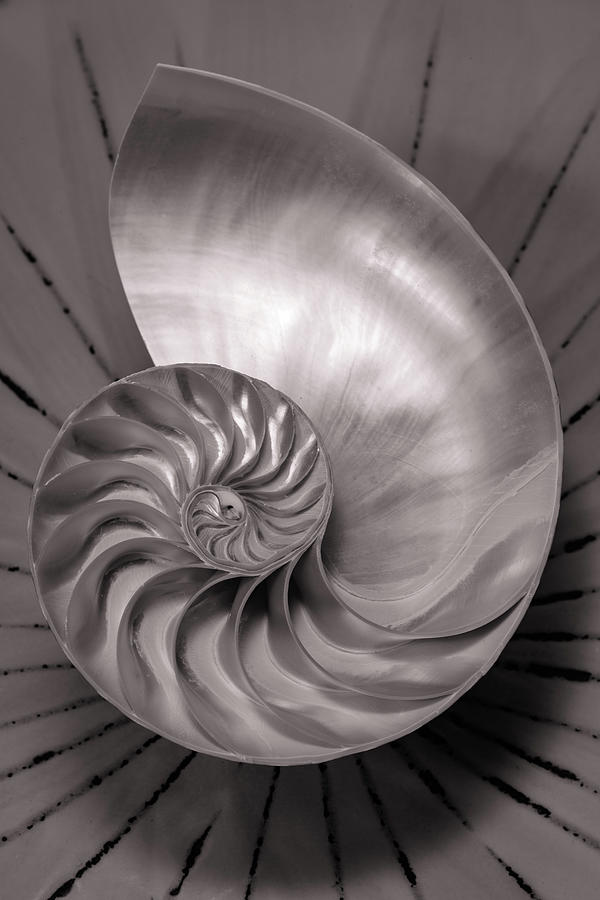 Abstract Photograph - Nautilus Shell 9 by Mike Penney