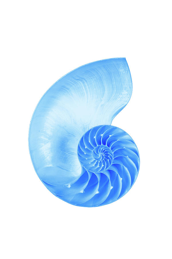 Nautilus Shell By A Collectionrf