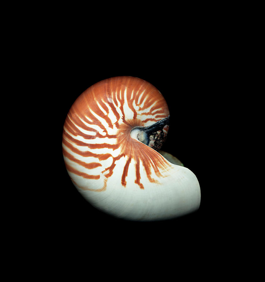 Nautilus Shell Against Black Photograph by Mike Hill