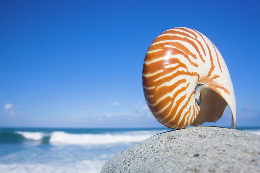 Nautilus Shell Photograph by Alex Bramwell