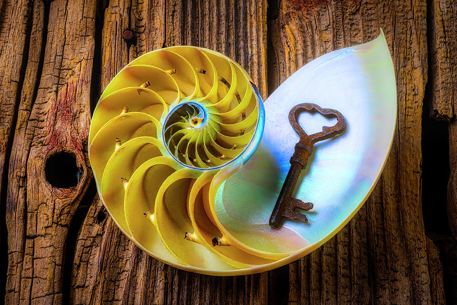 Nautilus Shell And Old Key Photograph by Garry Gay