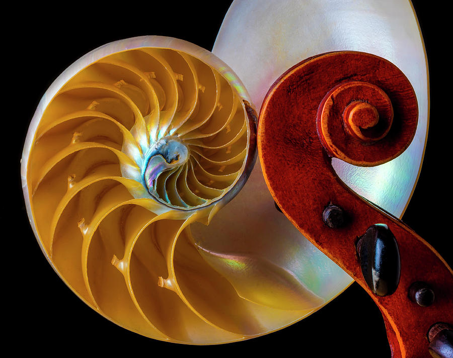 Nautilus Shell And Violin Photograph by Garry Gay