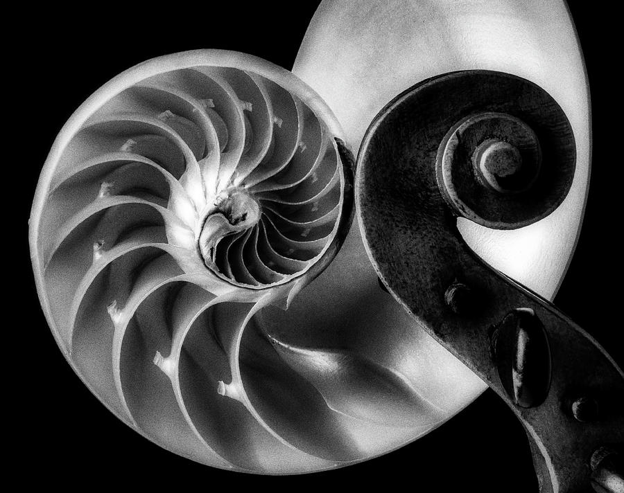 Nautilus Shell And Violin In Black And White Photograph by Garry Gay