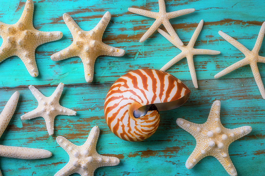 Nautilus Shell And White Sea Stars Photograph by Garry Gay