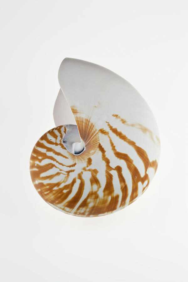 Nautilus Shell By Claudia Uribe