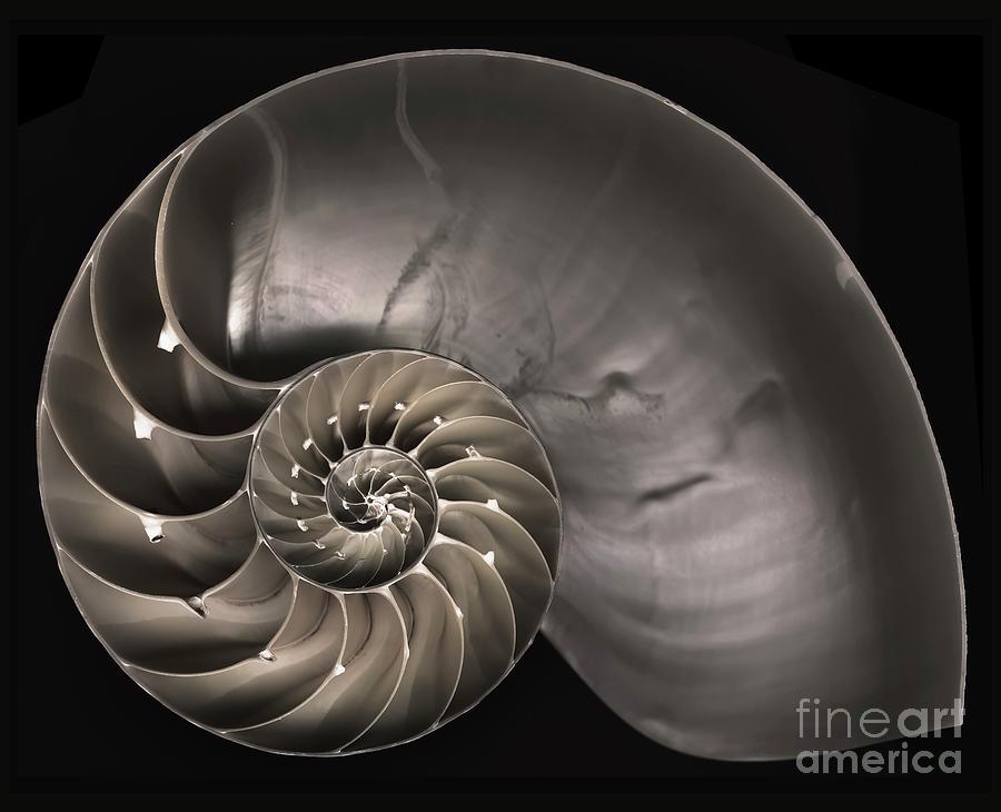 Nautilus Shell Photograph by F. Martinez Clavel/science Photo Library ...