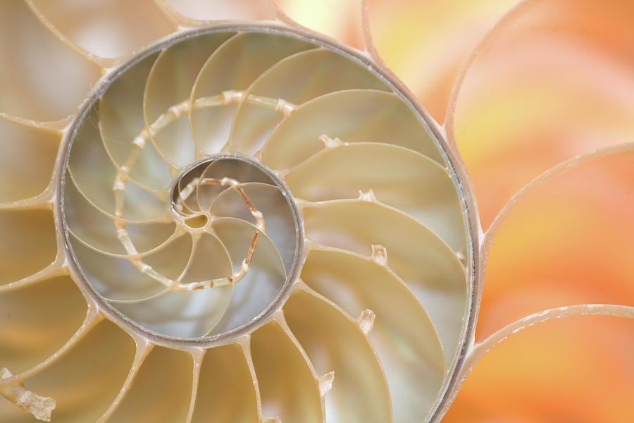 Nautilus Shell Fibonacci Spiral Photograph By Doug Chinnery Pixels