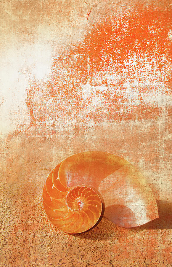 Nautilus Shell Photograph by Grant Faint