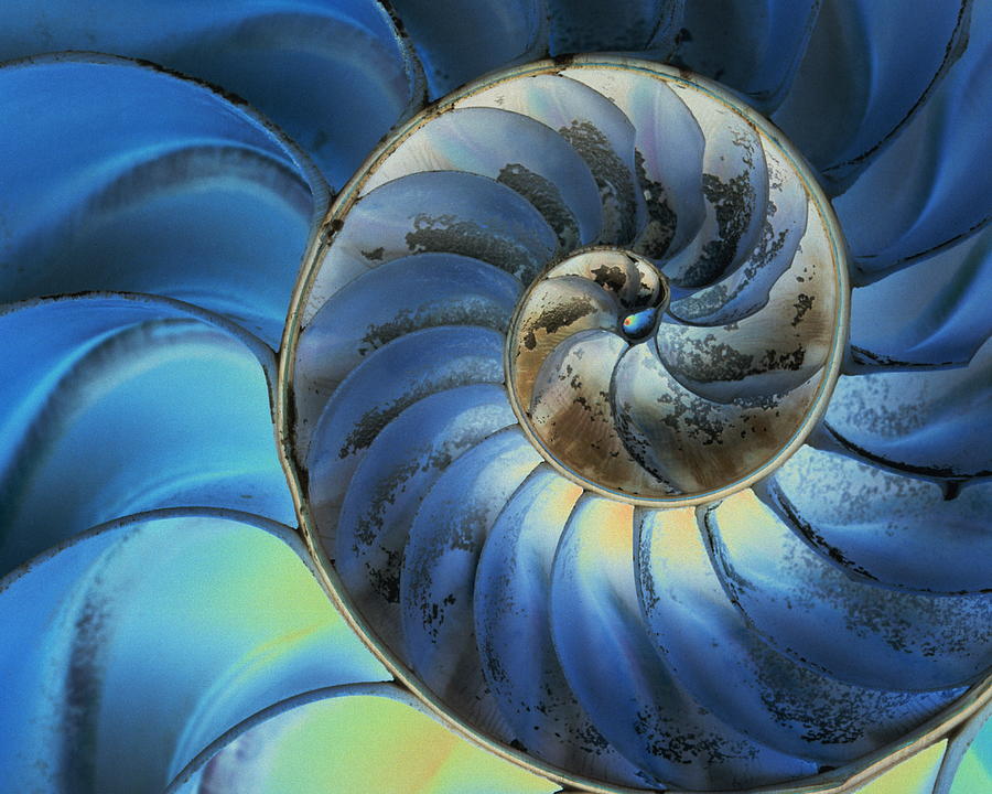 Nautilus Shell Photograph by Gyro Photography/amanaimagesrf