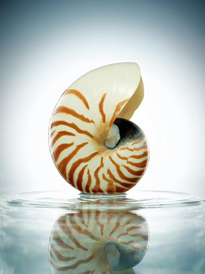 Nautilus Shell In A Still Pool Of Water Photograph by Chris Stein