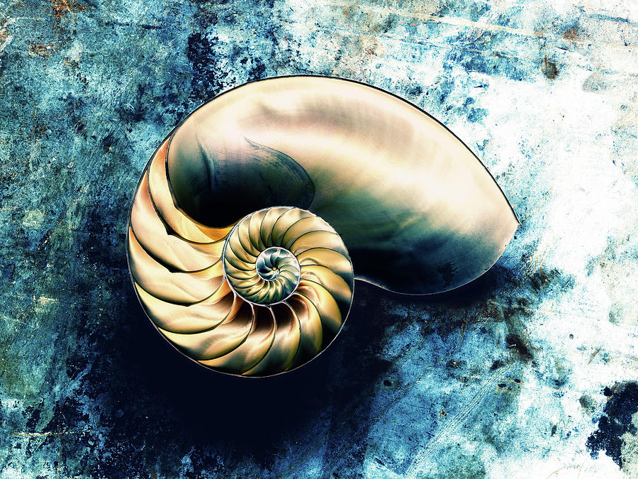 Nautilus Shell On Blue Background Digital Art By Still Factory Pixels