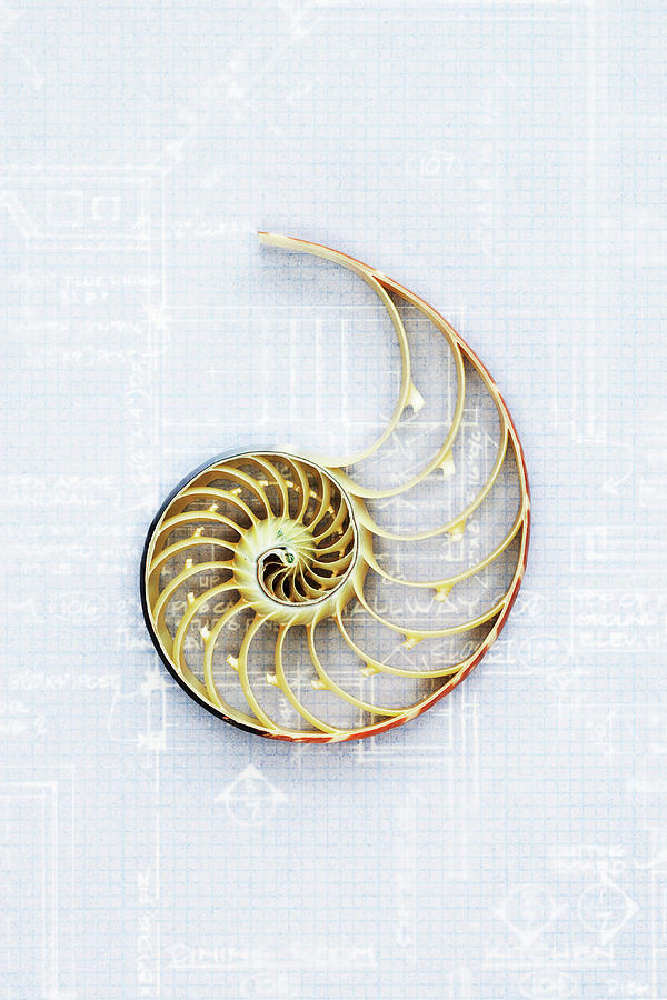 Nautilus Shell On Blueprint, Close-up Photograph by David Muir