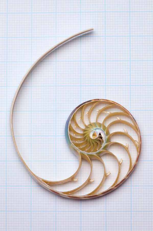 Nautilus Shell On Graph Paper Photograph by William Andrew